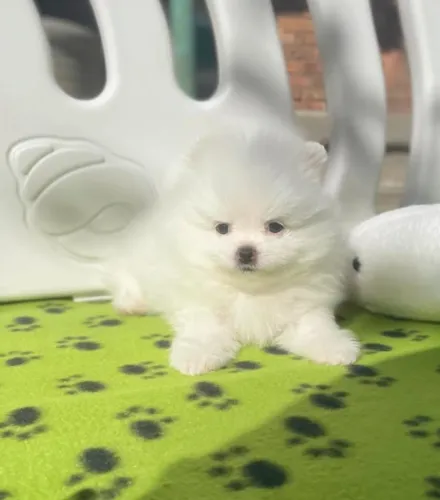 Cachorro Spitz Alemao lindo filhote com entrega imediata