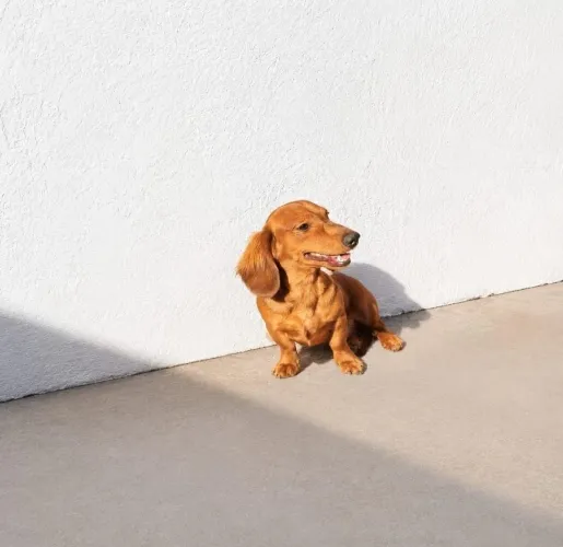 Filhotes Dachshund Salsicha Pelo Longo e Curto Puro 12X