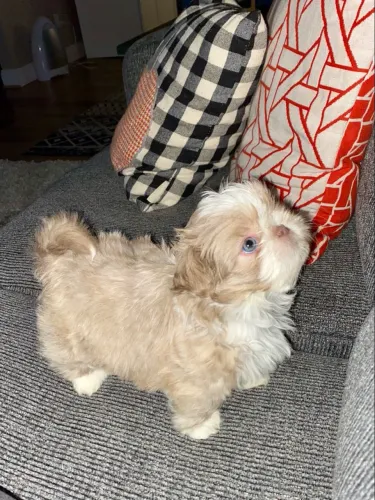 Shih tzu dócil e amorosa