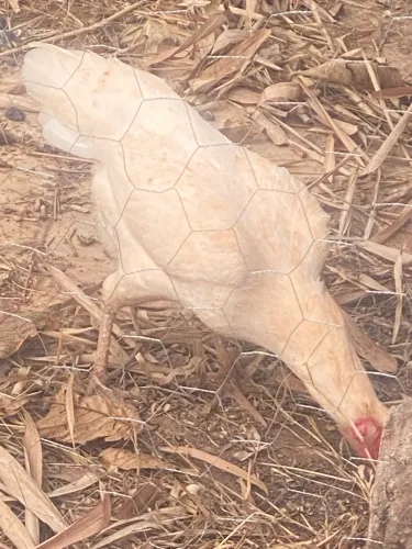 Vendo galinha!!!