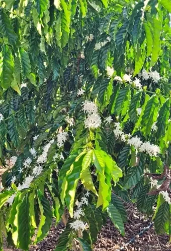 Fazenda dos sonhos 