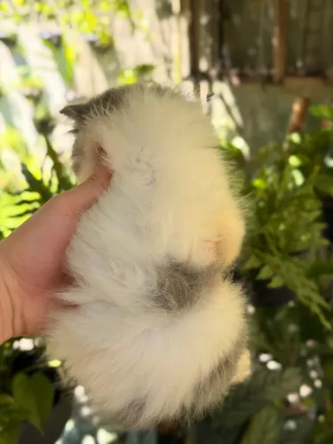 Gato persa