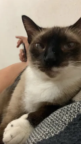 Pet