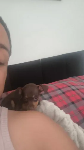 Pinscher fêmea