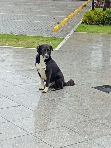 Doação cachorro 