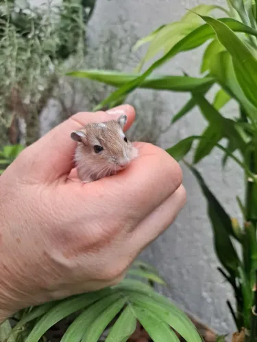Filhote de Gerbil Agouti Esquilo da Mongolia