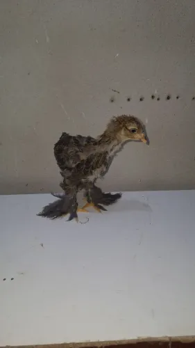 Pintinhos brahma