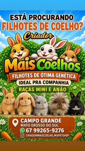 Coelhos Mini e Anão Variados Valores e Raças 