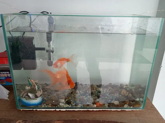 Aquário 50 litros