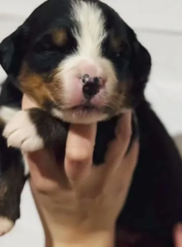 Filhotes de Bernese | Descubra quem vai conquistar você