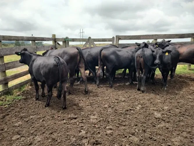Novilhas Prenhas - INVISTA EM GENÉTICA DE QUALIDADE PARA O SEU REBANHO!