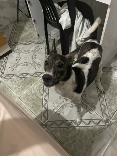 Doação de Gohan/ Castrado e vacinado