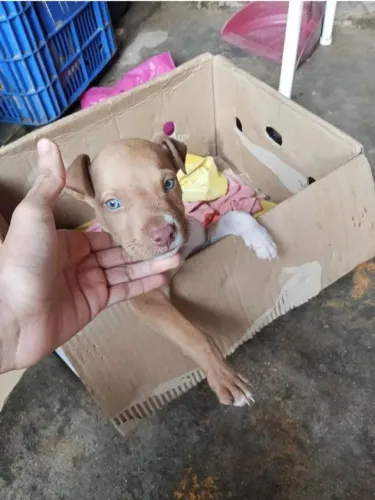 Filhote de Pitbull