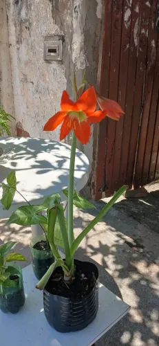 Planta