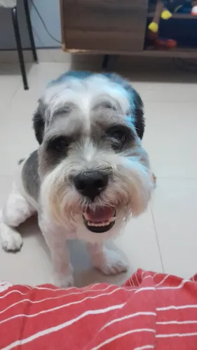 Doação de cachorro