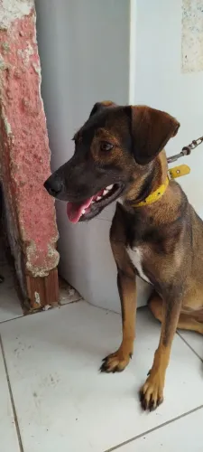 Cachorra para doação, já castrada