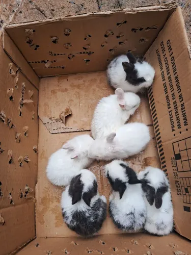 Eu estou vendendo esses coelhos