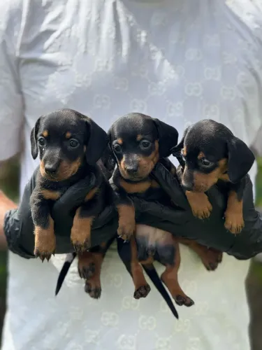 Dachshund | O parceiro prefeito