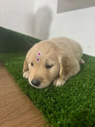 Filhotes de Golden retriver 