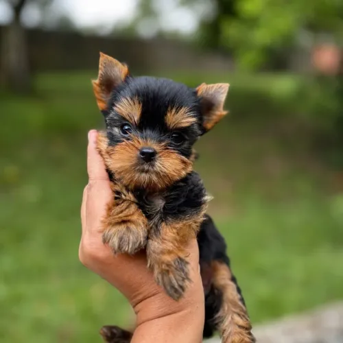 Yorkshire Terrier Macho - Reserve já o seu Pequeno. 