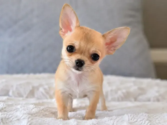 Chihuahua lindo demais 