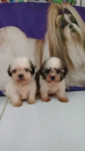 Lhasa Apso canil família Danúbio 