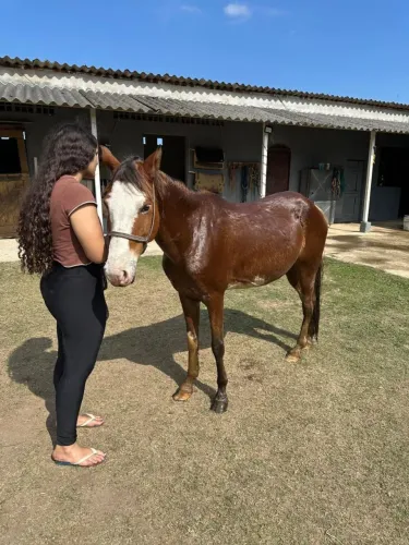 Egua mansa para aprendiz