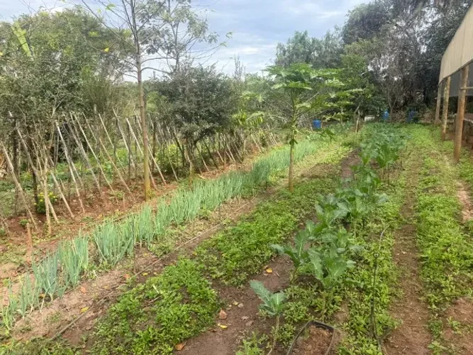 Chácara Produtiva em Patrocínio Paulista | 20.000 m², Escriturada, c/ Água e Café Especial