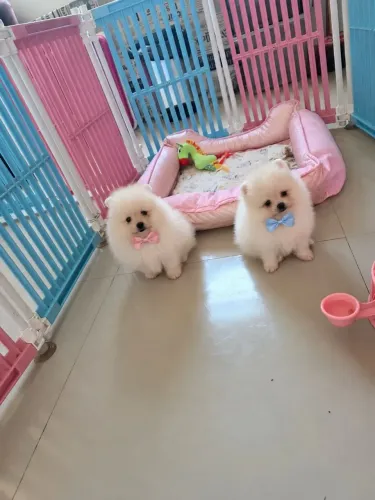 Lulus da Pomerânia!