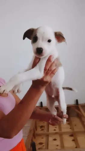 Doação de cachorros