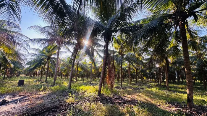 Terreno com 5 hectares em Paraipaba