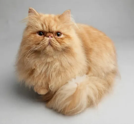 Gato persa 8 meses