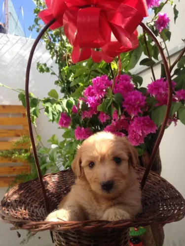 Oferta especial poodle com maltês caminha brinde