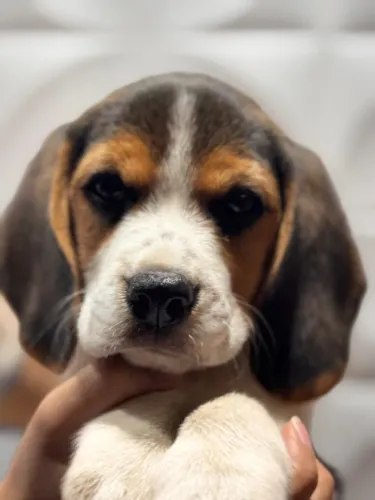 Beagles grandinhos