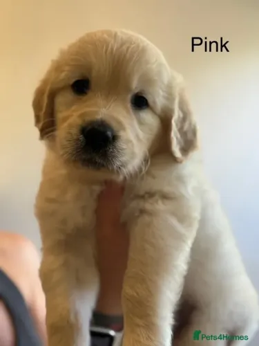 Baby carinhoso e saudável Golden Retriever