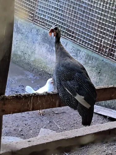 Galinhas e angolas