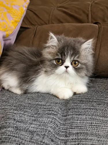 Gato persa