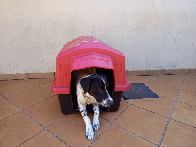 Casinha de cachorro