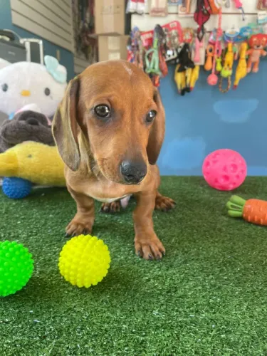 Basset cofap
