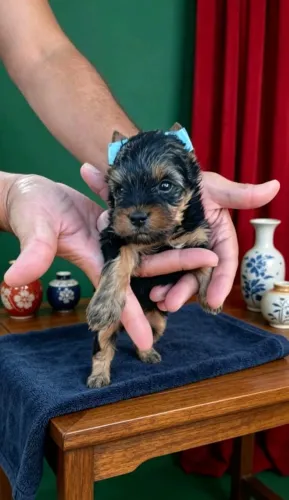 Yorkshire Terrier Padrão