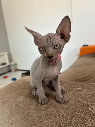 GATO SPHYNX BLUE MACHO