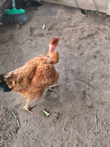 Vê do galinha pescoço pelado já botando