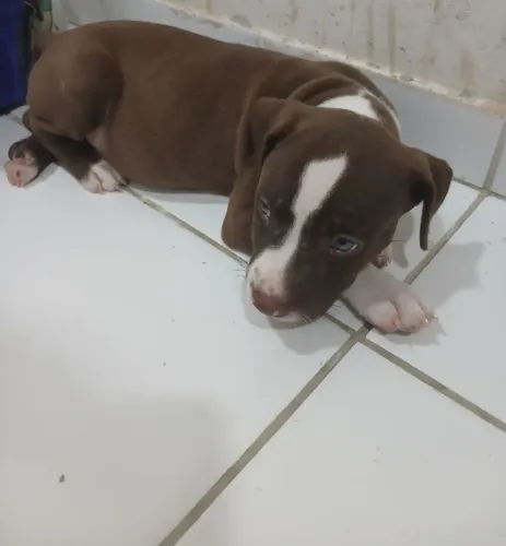 FILHOTE DE PITBULL