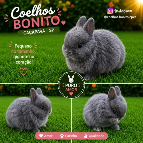 Coelho anão Dwarf