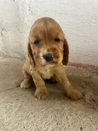 VENDO FILHOTE DE COCKER SPANIEL FÊMEA 