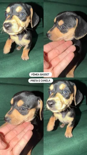 Basset fêmea preta e canela
