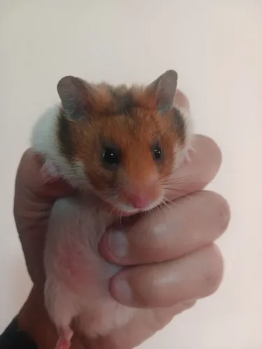 DOAÇÃO DE HAMSTER SÍRIO