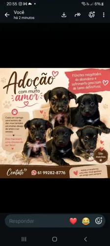Doa-se filhotes com 40 dias de cachorro. Todos machos