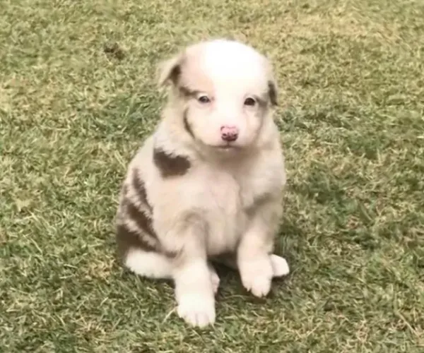 Filhotes de Border Collie - Alta qualidade