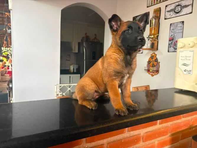 Pastor Malinois